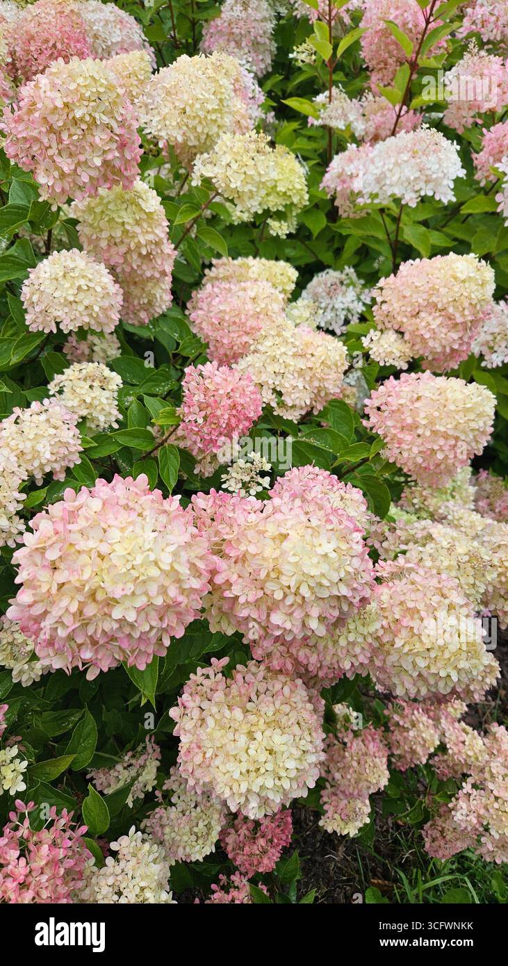 Hydrangea Paniculata panicle Hydrangea Pink e Cream Blossoms in Bloom - Immagine stock catturata con smartphone