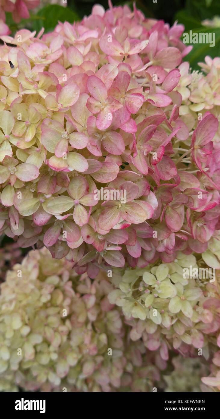 Sfondo rosa tenue Hydrangea Petal con texture naturale - Immagine stock catturata con smartphone