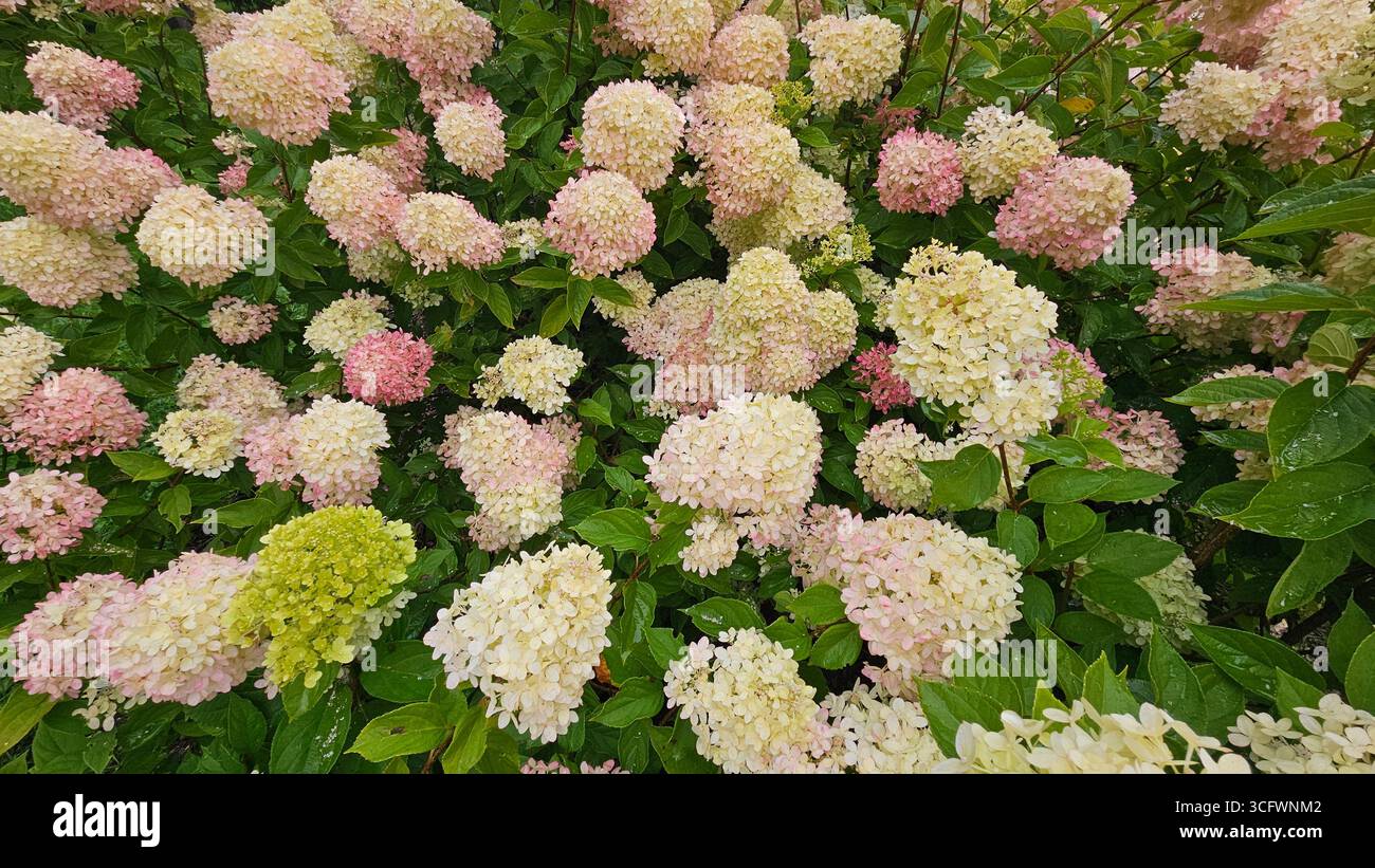 Hydrangea Paniculata panicle Hydrangea Pink e Cream Blossoms in Bloom - Immagine stock catturata con smartphone