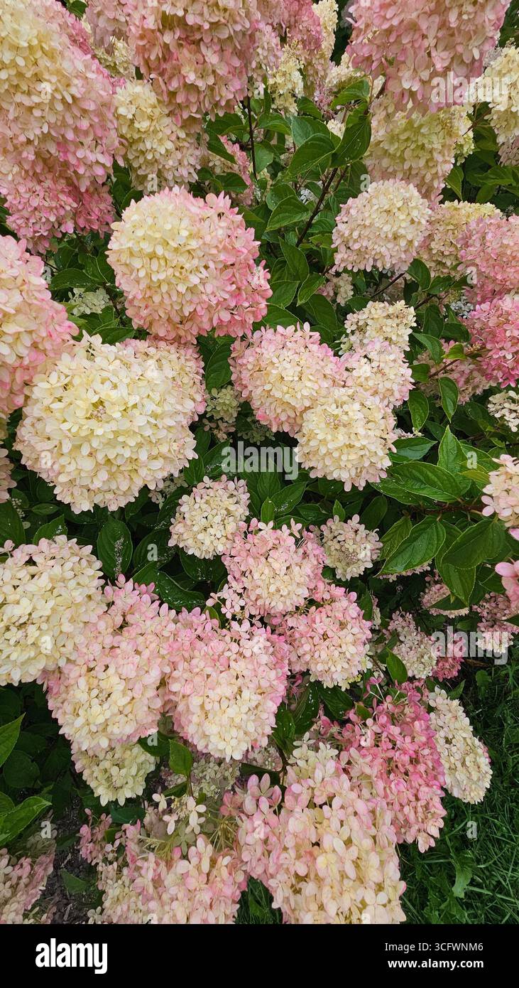 Romantiche ortensie Paniculata in fiore di crema rosa per matrimoni e decorazioni - Immagine stock catturata con smartphone