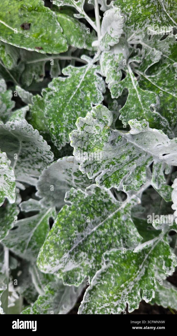 Primo piano del fogliame d'argento Dusty Miller (Jacobaea maritima) - Immagine stock catturata con smartphone