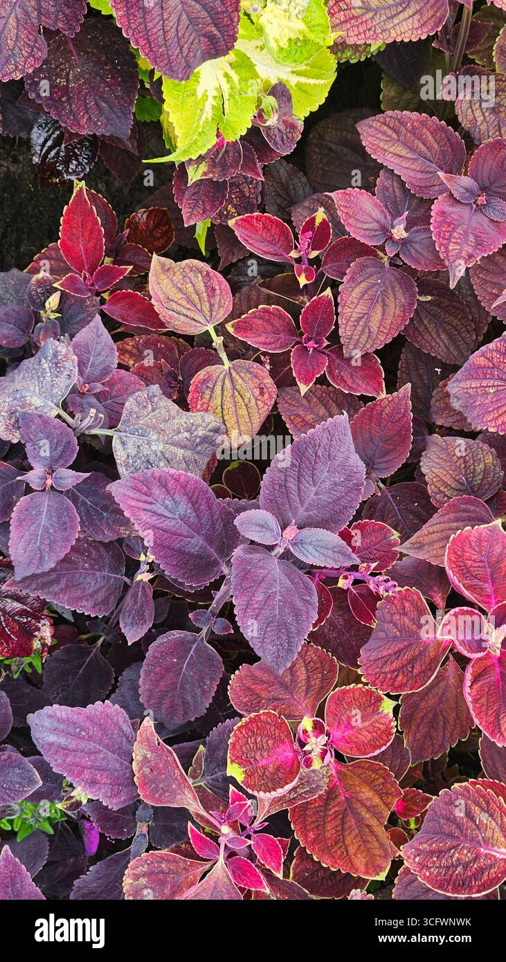 Texture a foglia colorata astratta con motivo vivace - Immagine stock catturata con smartphone