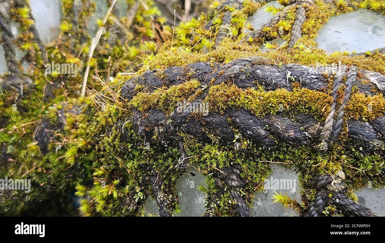 Primo piano del muschio che cresce sulla superficie Foto Stock