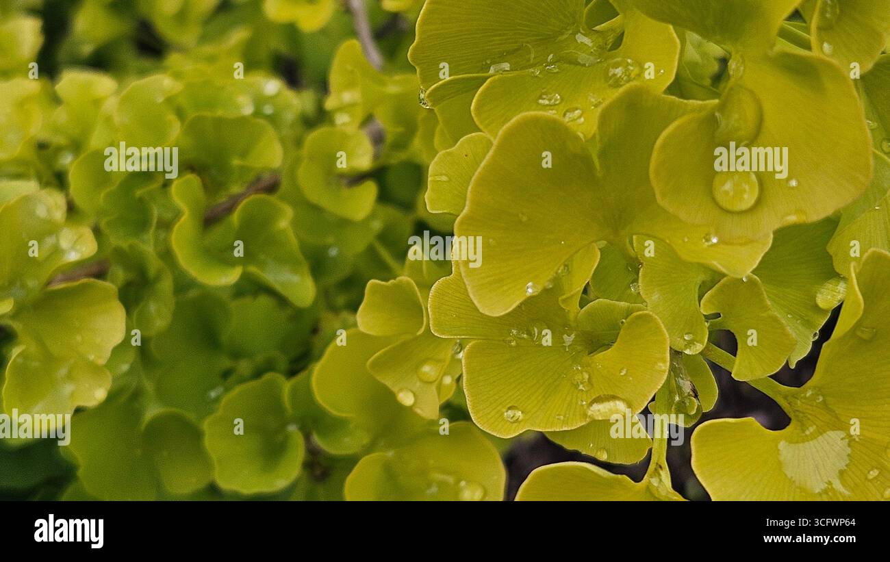 Primo piano di una foglia di Ginkgo biloba con goccioline d'acqua. Verde fresco che simboleggia pace, relax, zen e benessere naturale. - Immagine stock catturata con smartphone