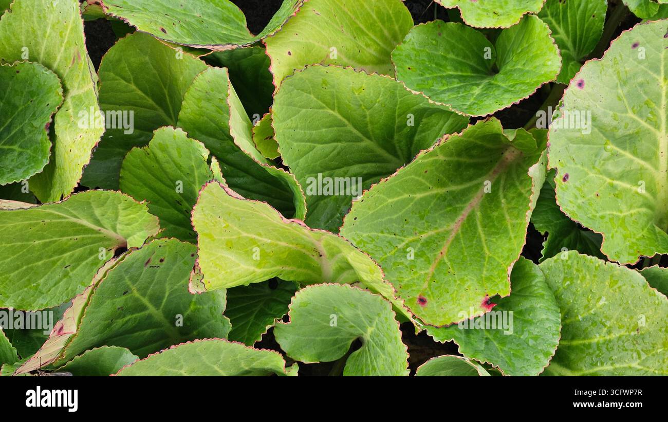 Bergenia Crassifolia naturale e foglie di colore verde intenso con gocce d'acqua Foto Stock