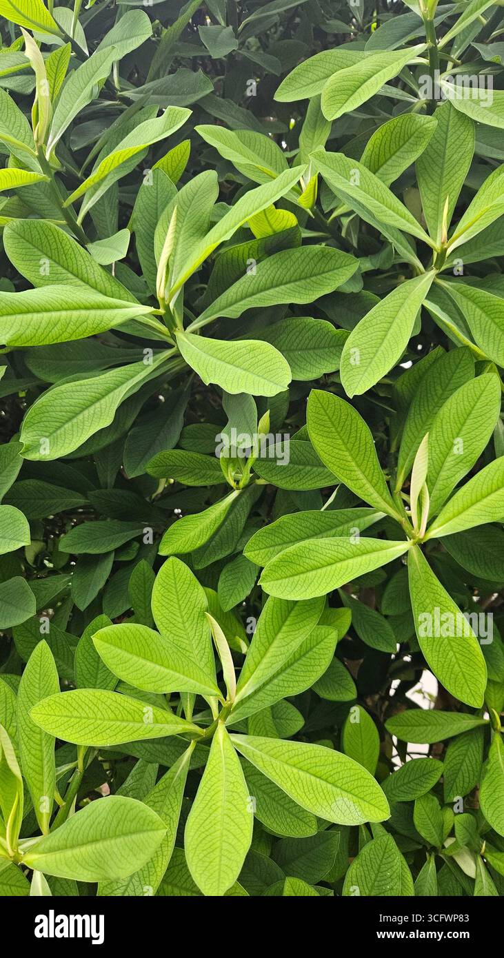 plumeria verde fresca lascia il fogliame tropicale - Immagine stock catturata con smartphone