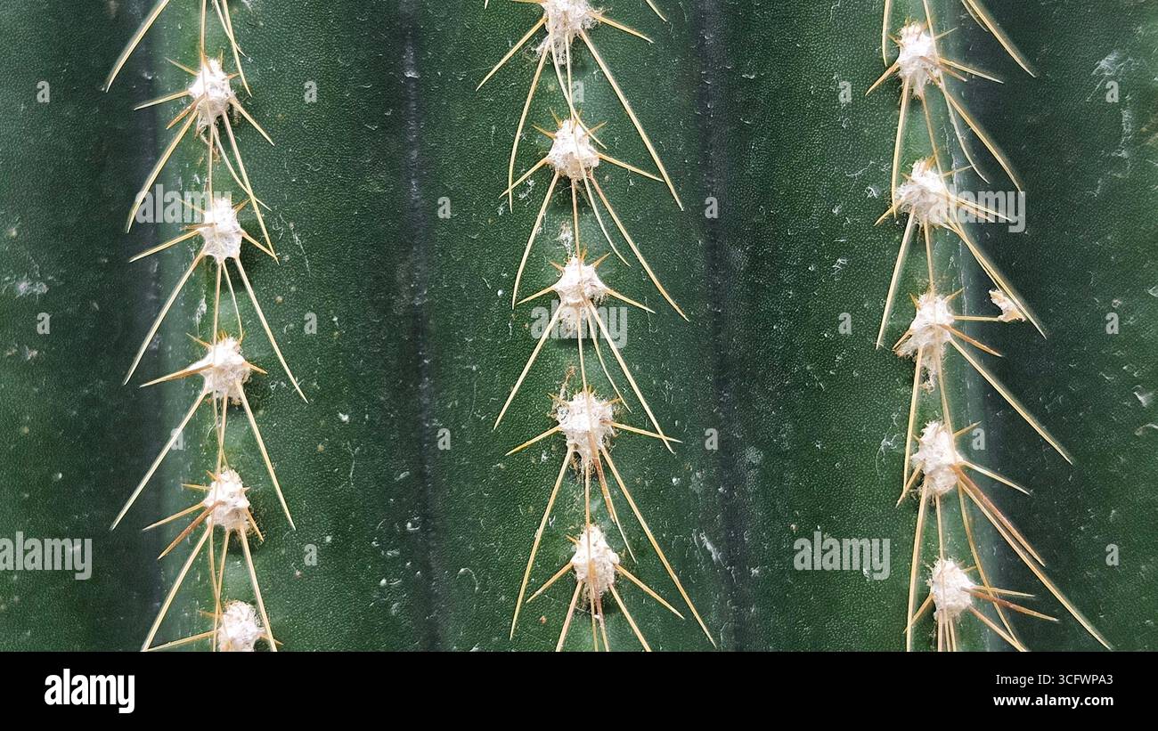 Primo piano delle spine di Cactus sullo stelo verde Foto Stock