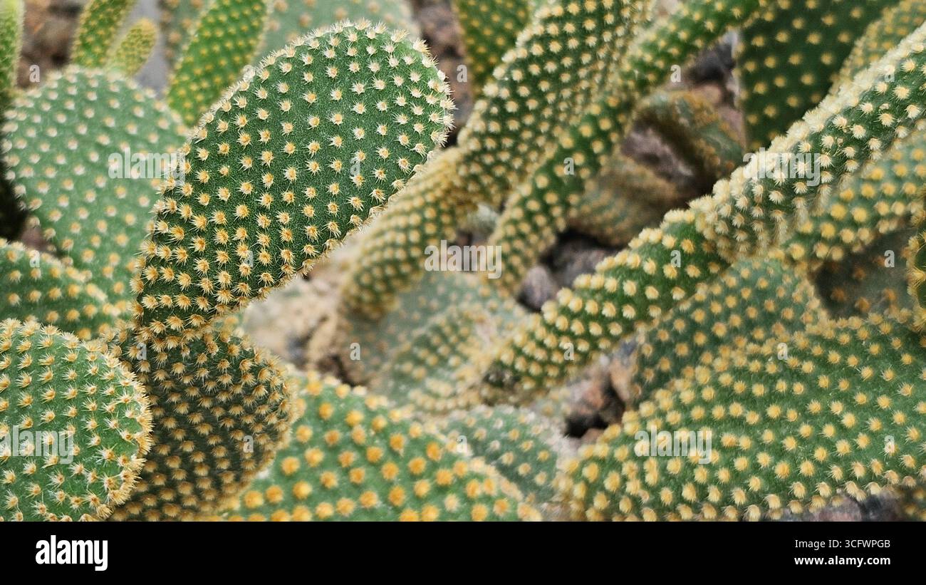 Primo piano di Opuntia microdasys Bunny Ear Cactus con spine Foto Stock