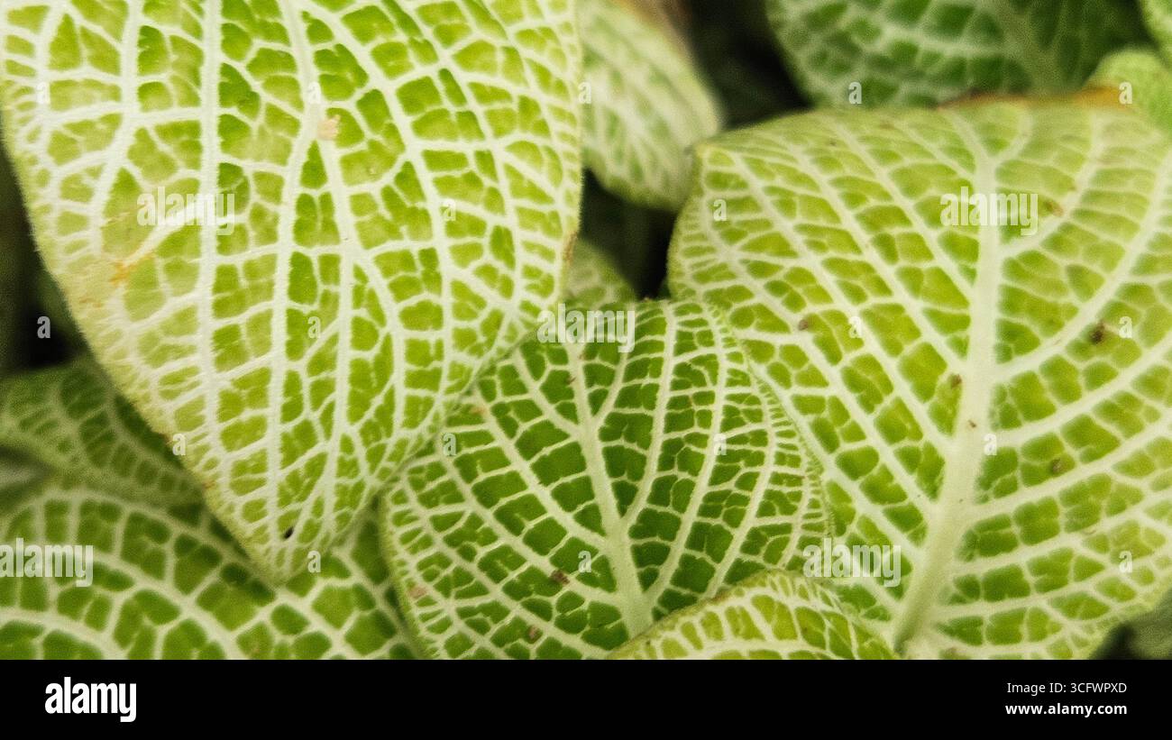 Fittonia Nerve Plant primo piano con foglie di verde e bianco venate - Immagine stock catturata con smartphone