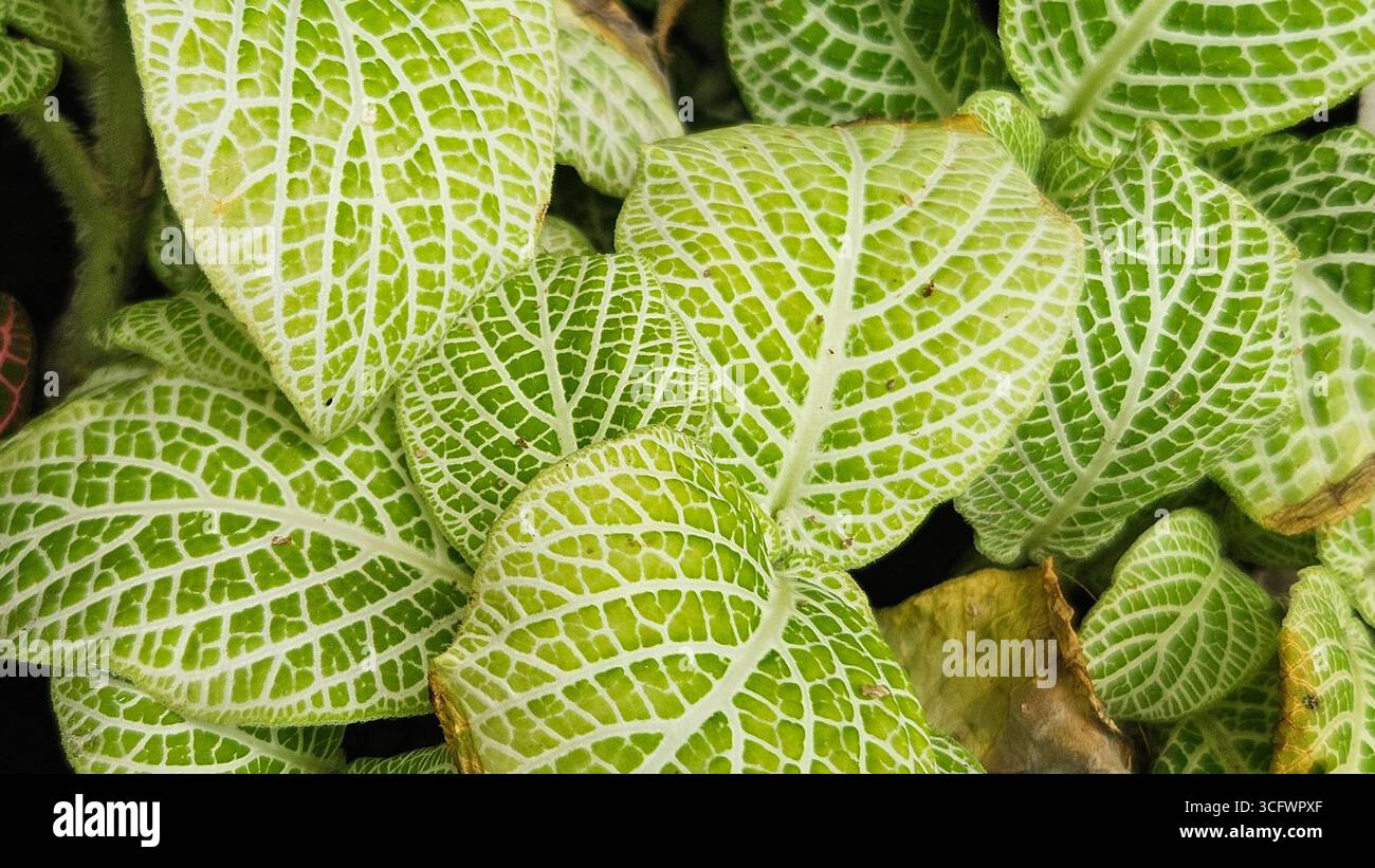 Fittonia Nerve Plant primo piano con foglie di verde e bianco venate - Immagine stock catturata con smartphone