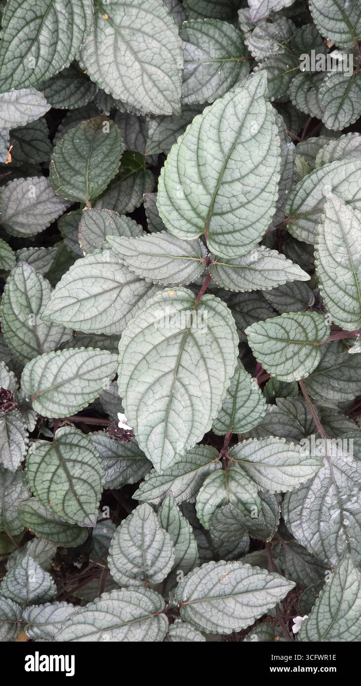 Foglie di scudo persiano (Strolithes dyerianus) con fogliame verde metallizzato - Immagine stock catturata con smartphone