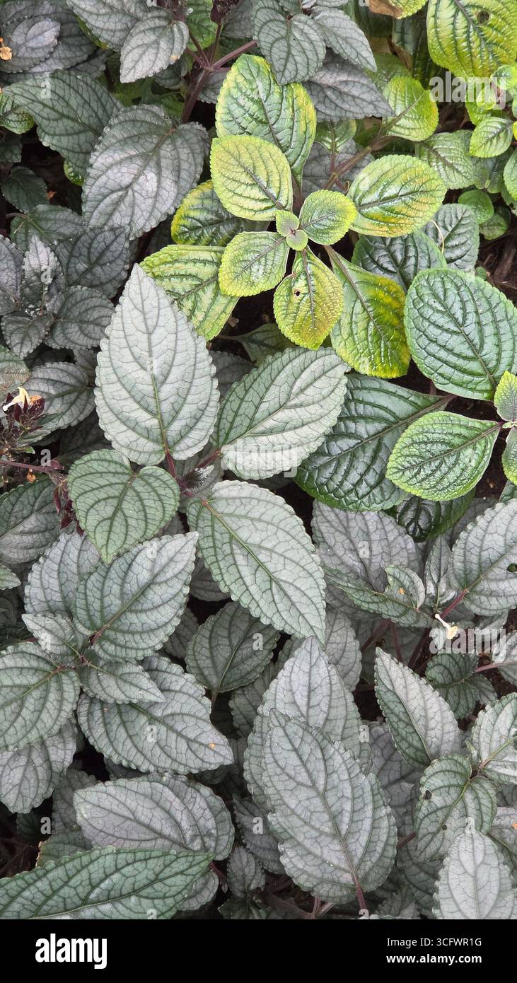 Foglie di scudo persiano (Strolithes dyerianus) con fogliame verde metallizzato - Immagine stock catturata con smartphone