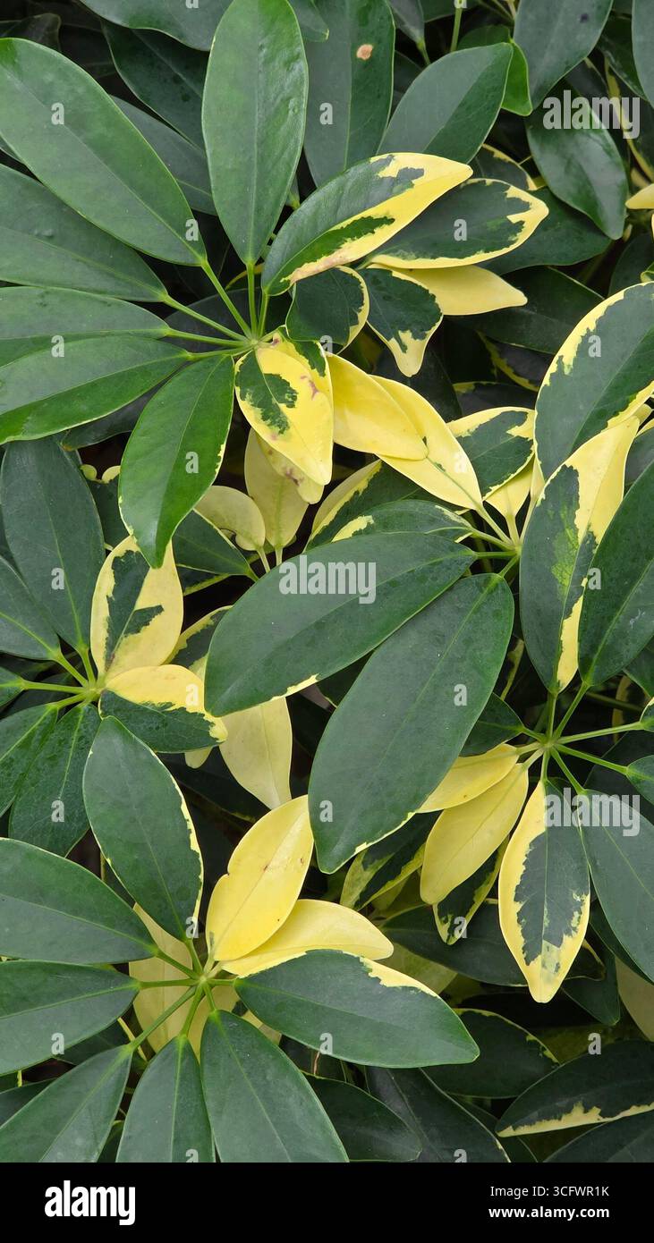Variegata Schefflera Arboricola Umbrella Plant Foliage - Immagine stock catturata con smartphone