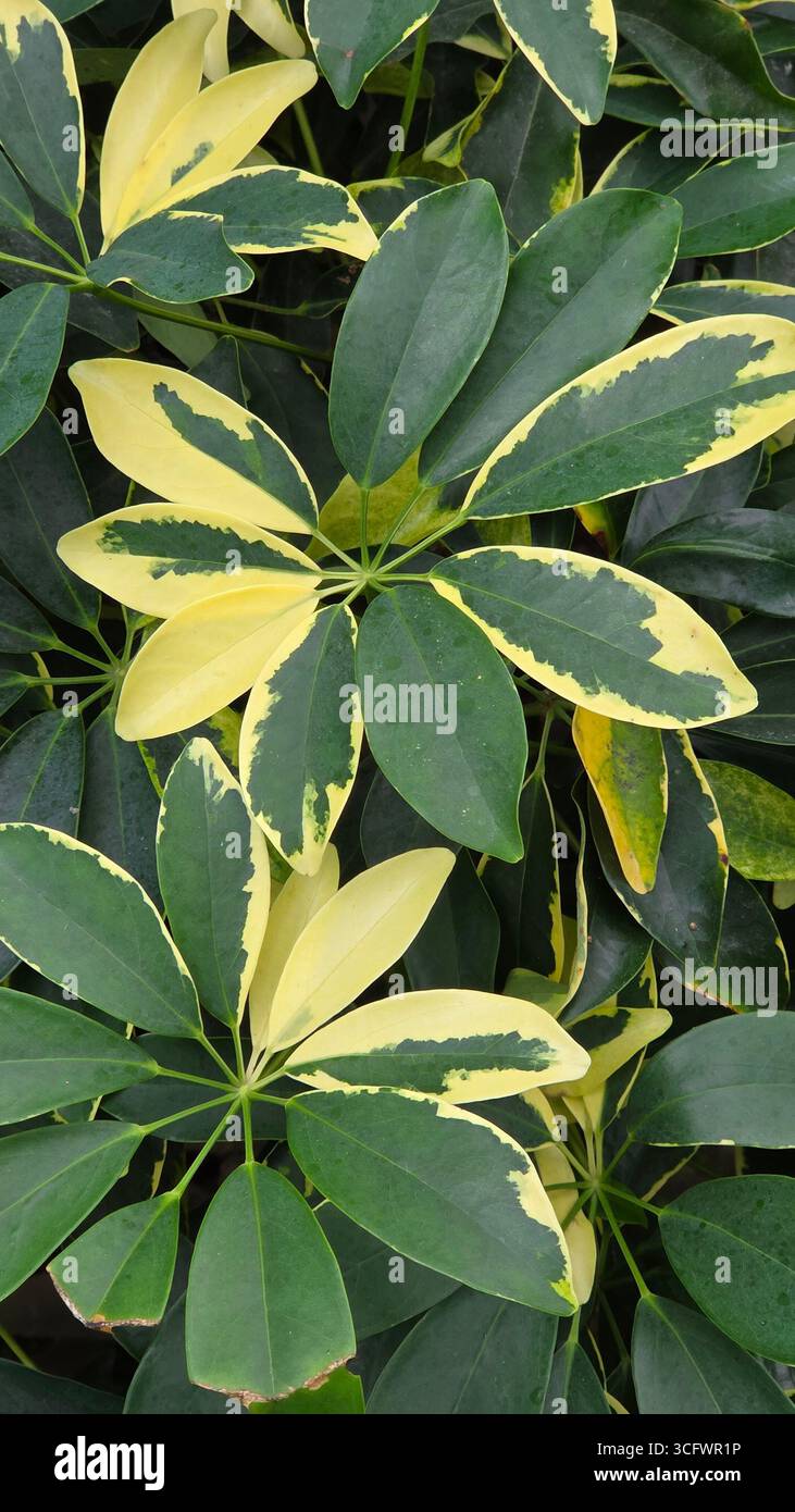 Variegata Schefflera Arboricola Umbrella Plant Foliage - Immagine stock catturata con smartphone