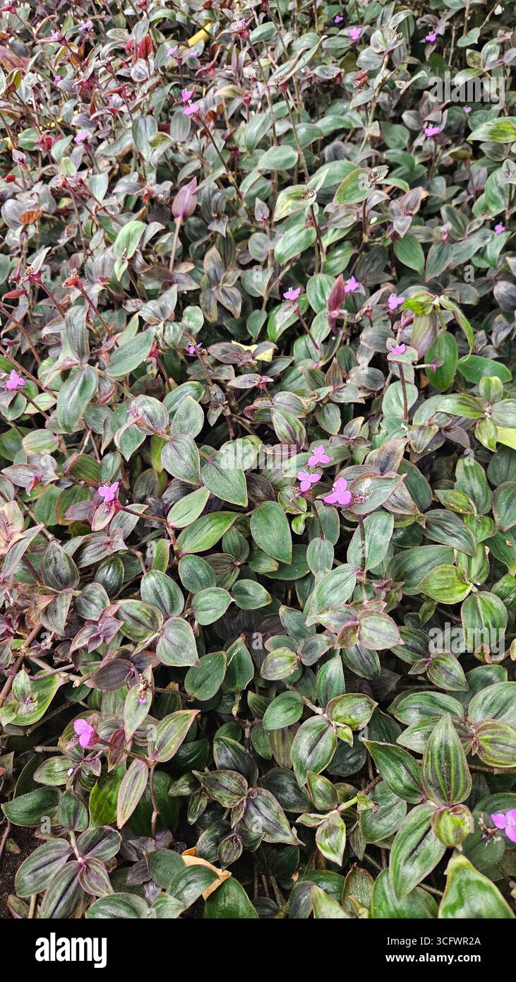 Tradescantia Zebrina Wandering Jew Groundcover con fiori viola - Immagine stock catturata con smartphone