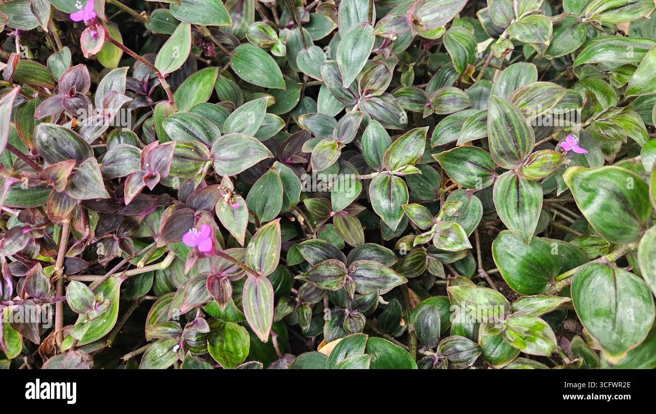 Tradescantia Zebrina Wandering Jew Groundcover con fiori viola - Immagine stock catturata con smartphone