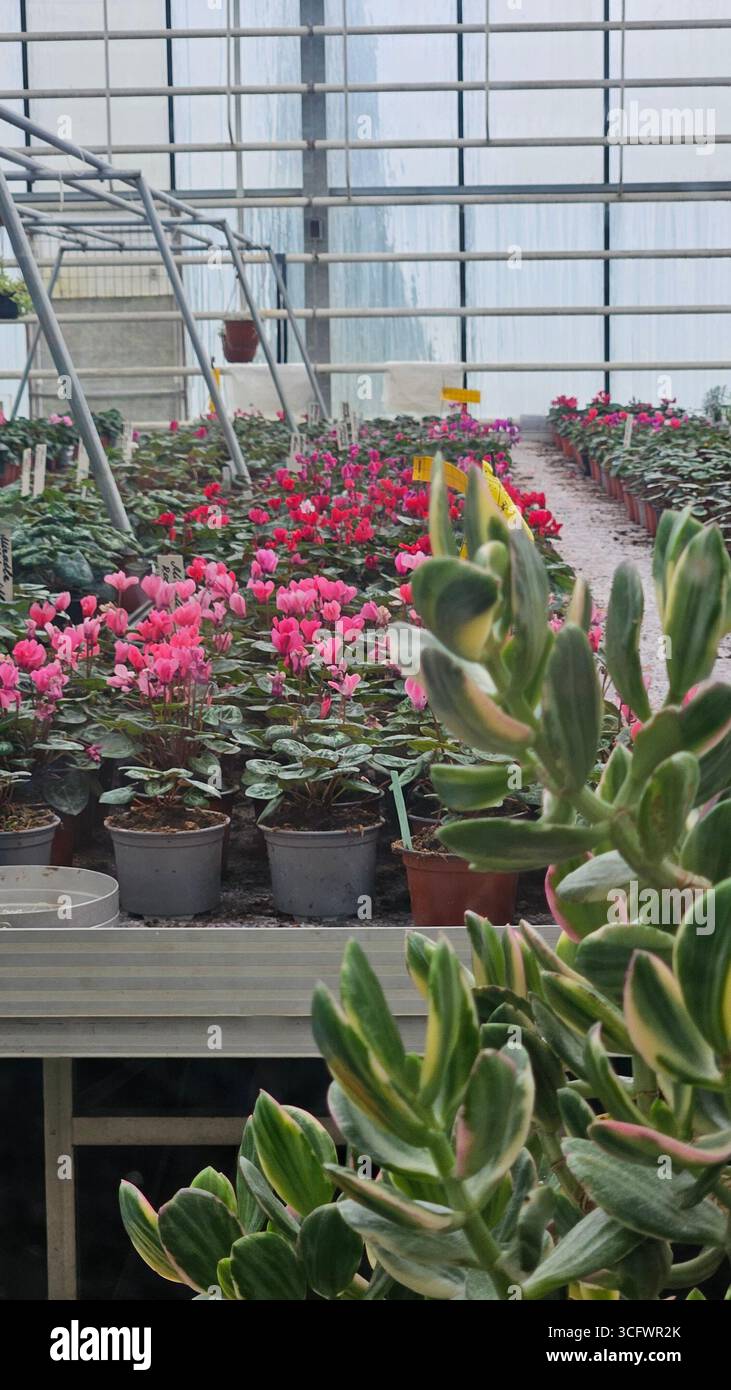 Ciclamino persico in serra commerciale con piante in vaso Foto Stock