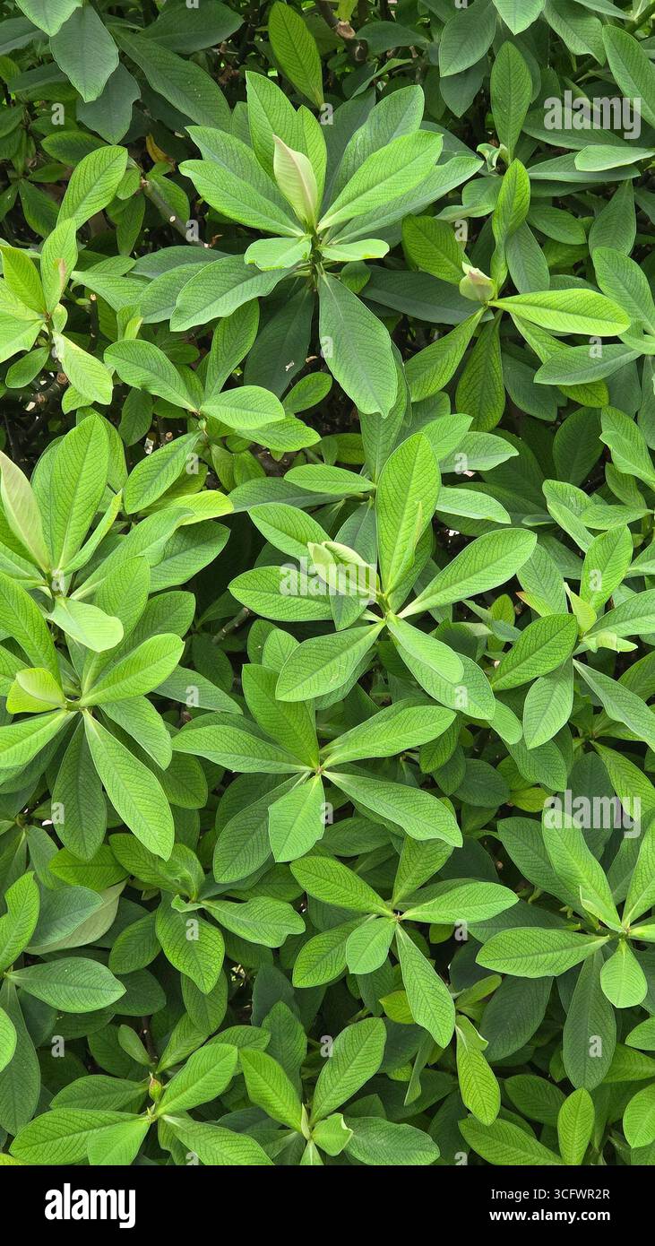 Sfondo verde a foglia tropicale con motivo naturale - Immagine stock catturata con smartphone