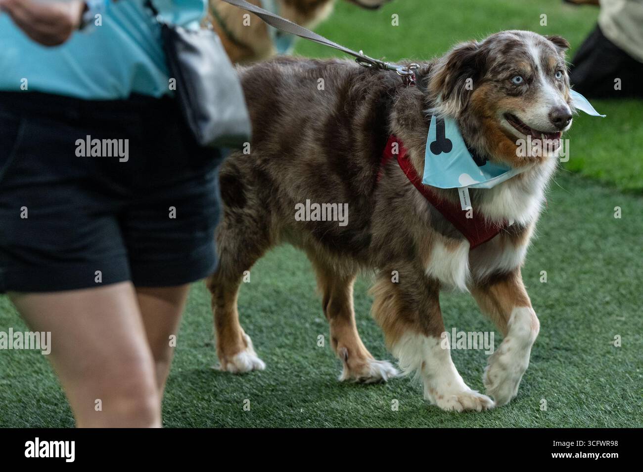 I tifosi con cani partecipano alla partita della NWSL di stagione regolare tra Gotham FC e Utah Royals allo Sports Illustrated Stadium di Harrison, New Jersey, il 23 agosto 2025. La partita si è conclusa con pareggio senza reti. La partita è stata pubblicizzata come "Dog Days of Summer" e i tifosi sono stati invitati allo stadio con i loro cani. Prima della partita i tifosi con i cani hanno sfilato intorno al campo. Foto Stock
