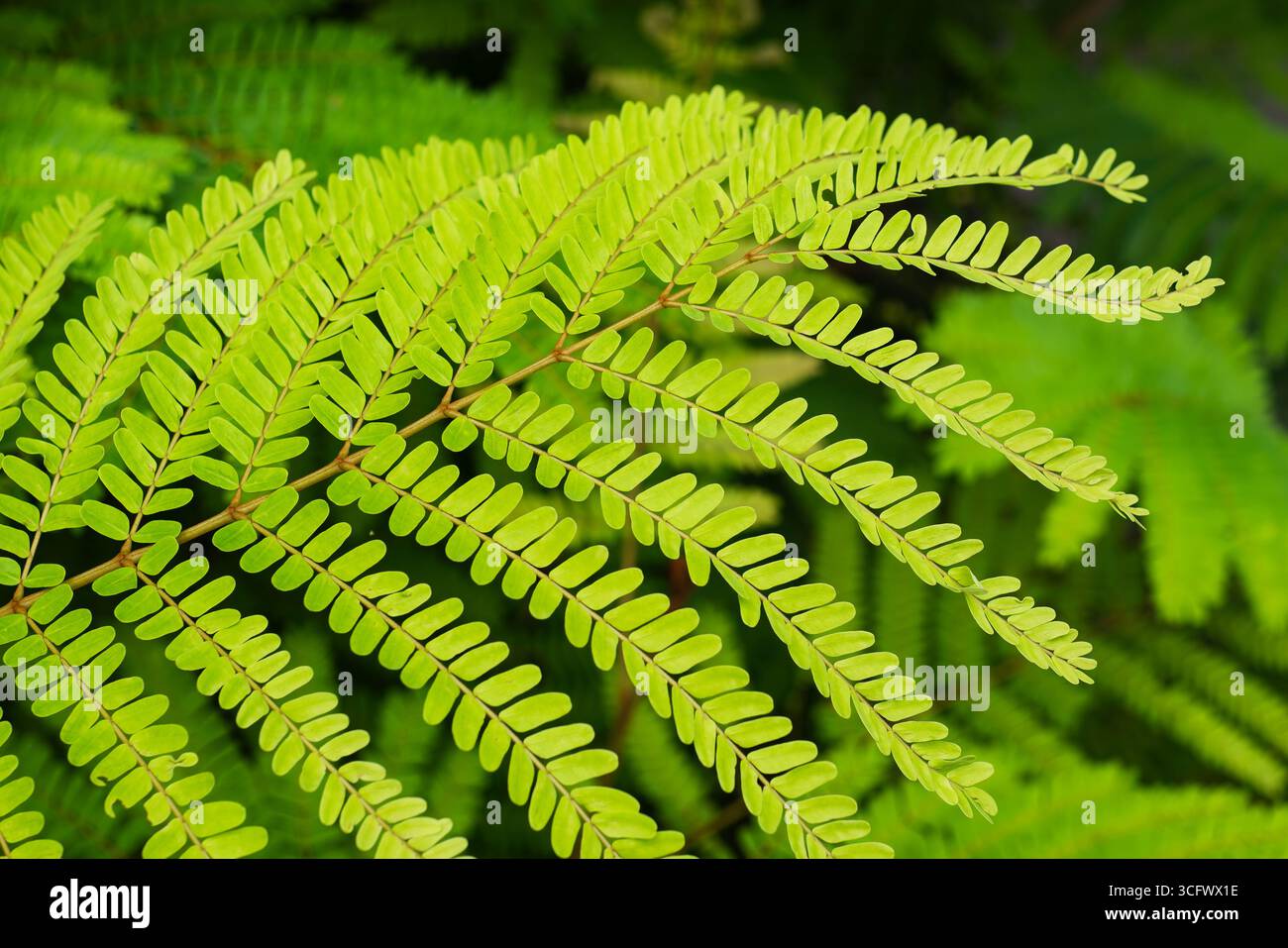 Primo piano delle foglie di Gulmohar verde Foto Stock