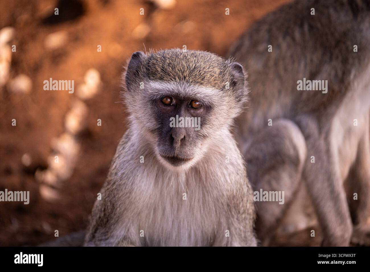 Primo piano di una scimmia vervet (Chlorocebus pygerythrus) seduta a terra sotto la luce naturale, in Africa Foto Stock