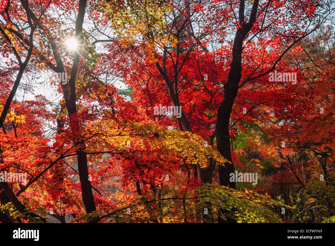 Seoul Corea del Sud, foglia d'acero rosso al Parco Samcheong nella stagione autunnale Foto Stock