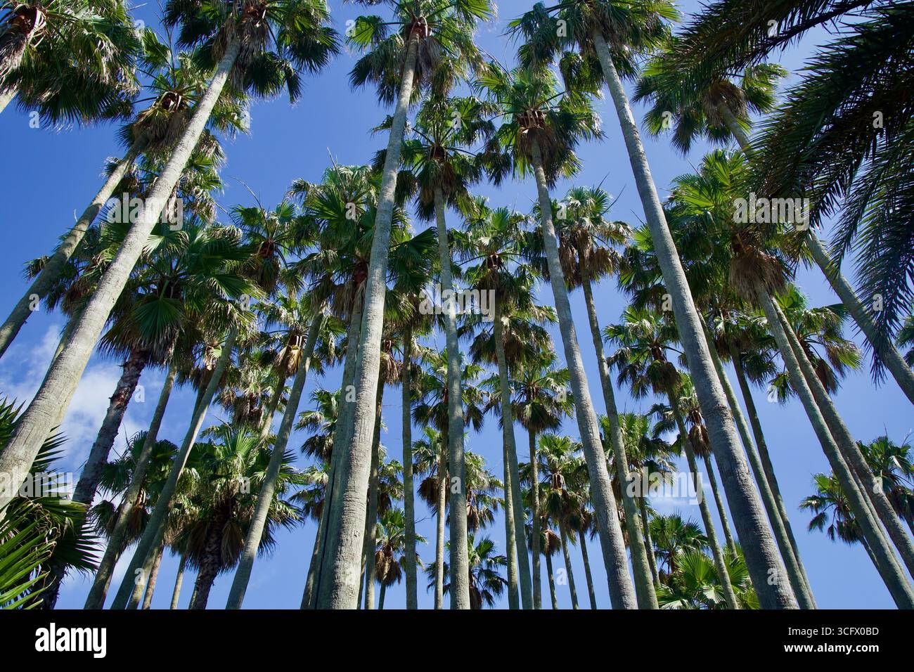 Alte palme da ventaglio si innalzano in un cielo estivo limpido a Hallim Park, viste dal basso per enfatizzare i tronchi sottili, le corone di fronde e la canoa a grappolo Foto Stock