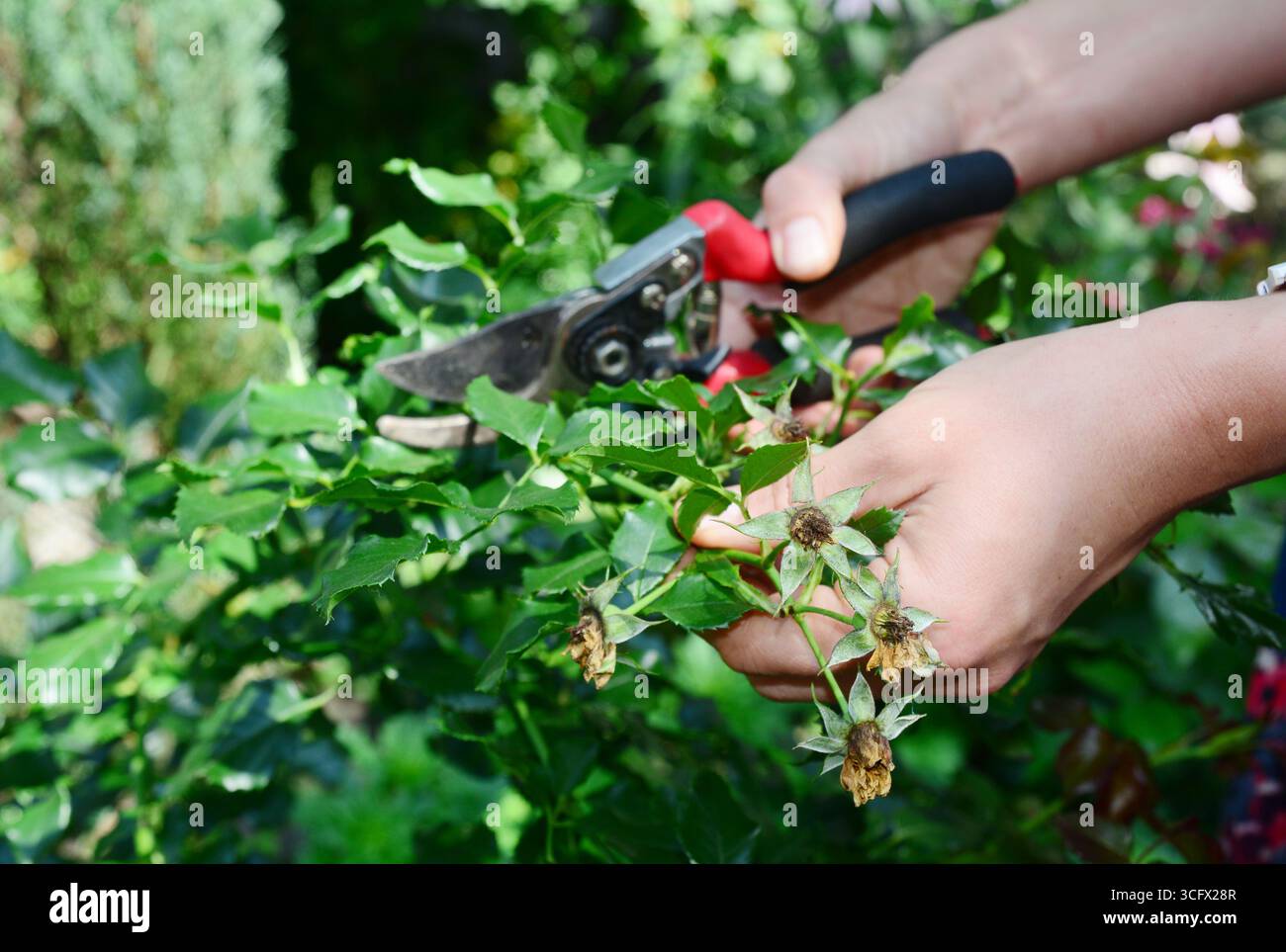 Giardinaggio rose mortali cespuglio. Le rose deadheading sono una delle forme più semplici di rose da potatura. Foto Stock