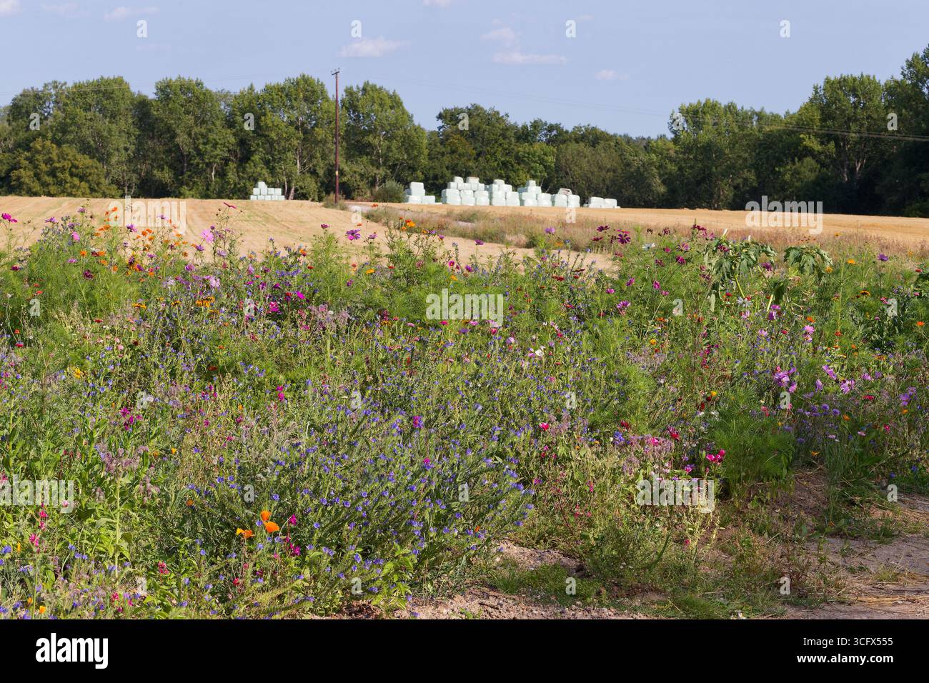 Un campo di contadini con un cerotto in primo piano seminato con fiori selvatici. Fieno avvolto in plastica in lontananza. Foto Stock