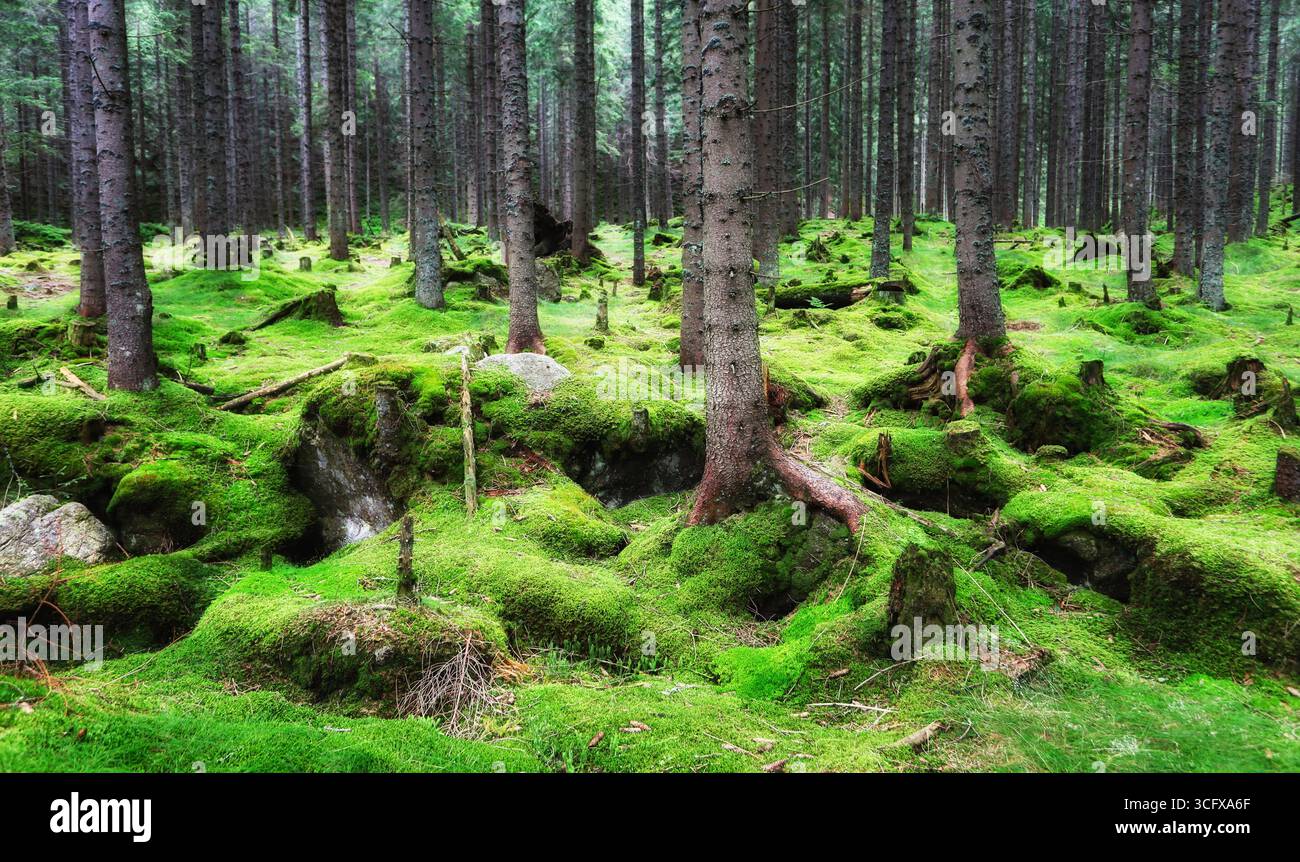 Magica foresta da favola. La foresta di conifere ricoperta di verde muschio. Atmosfera mistica. Foto Stock