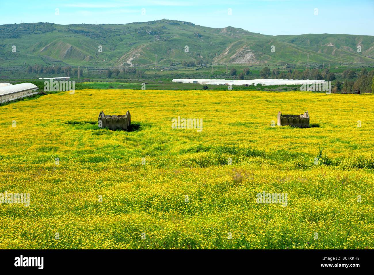 Primavera gialla fiorente con edifici agricoli abbandonati in Sicilia, Italia Foto Stock