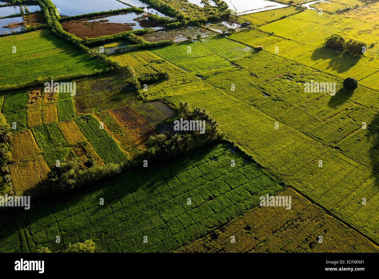 Vista aerea dei campi di patchwork luccicano sotto il sole vicino a un corso d'acqua, creando un vivace arazzo di verde e oro, Tiwi, Iloilo, Filippine. Foto Stock
