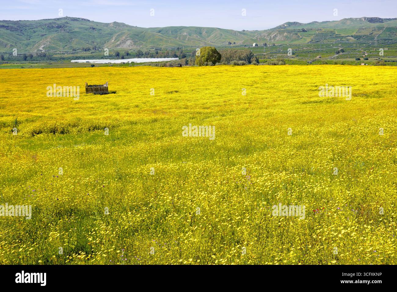 La primavera fiorisce nel campo abbandonato della Sicilia, Italia Foto Stock