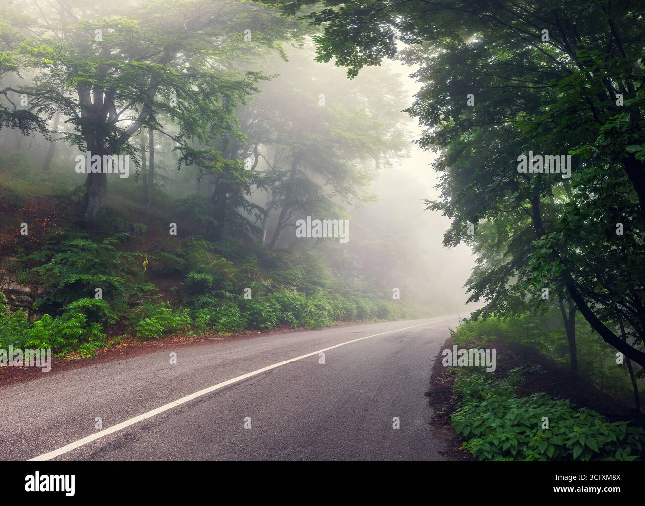 Strada vuota in una foresta nella nebbiosa mattina nella catena montuosa Foto Stock