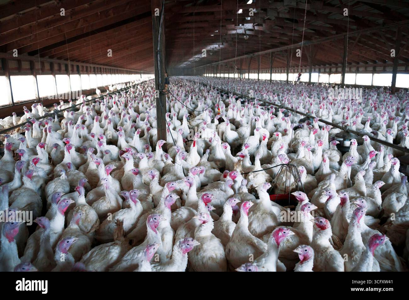 Produzione turca Foto Stock