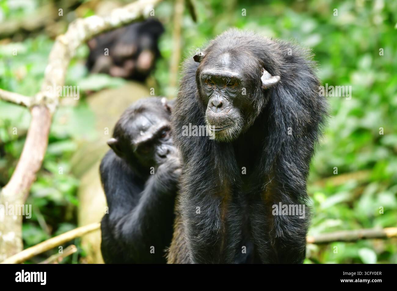 Due scimpanzé (Pan Troglodytes) si allenano a vicenda nel Parco Nazionale della Foresta di Kibale. Uganda Foto Stock