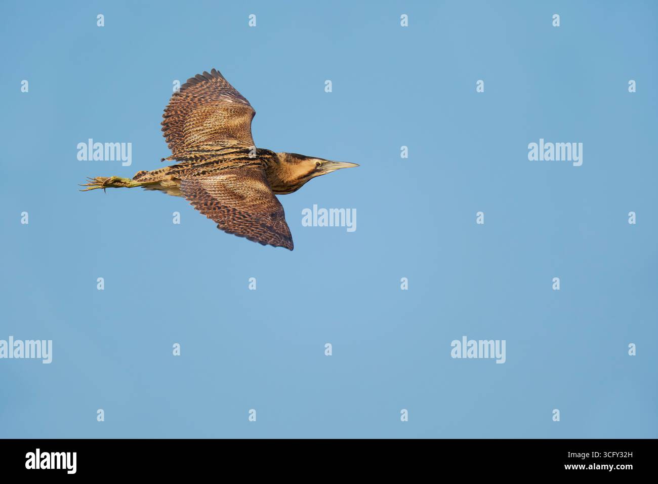 Great Bittern Botaurus stellaris, un singolo uccello adulto che vola tra due letti con sfondo blu, Nottinghamshire, Regno Unito, agosto Foto Stock