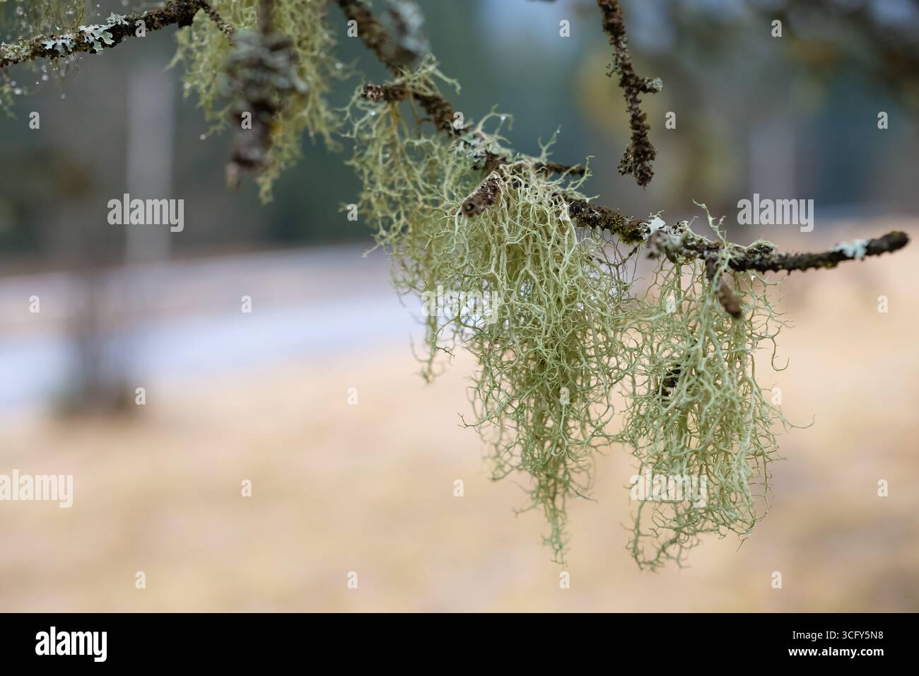 Primo piano di licheni verdi che crescono su un ramo d'albero. Dettaglio dell'ecosistema forestale naturale, simbolo dell'aria pulita e della salute ambientale. Foto Stock