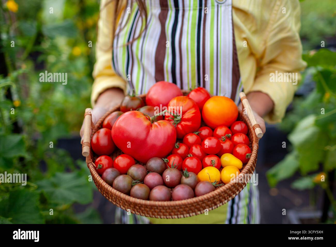 Primo piano della raccolta di pomodori sul vassoio nelle mani dell'agricoltore. Il giardiniere ha raccolto ciliegi biologici e pomodori maturi con insalata rossa gialla nell'orto. Autunno Foto Stock