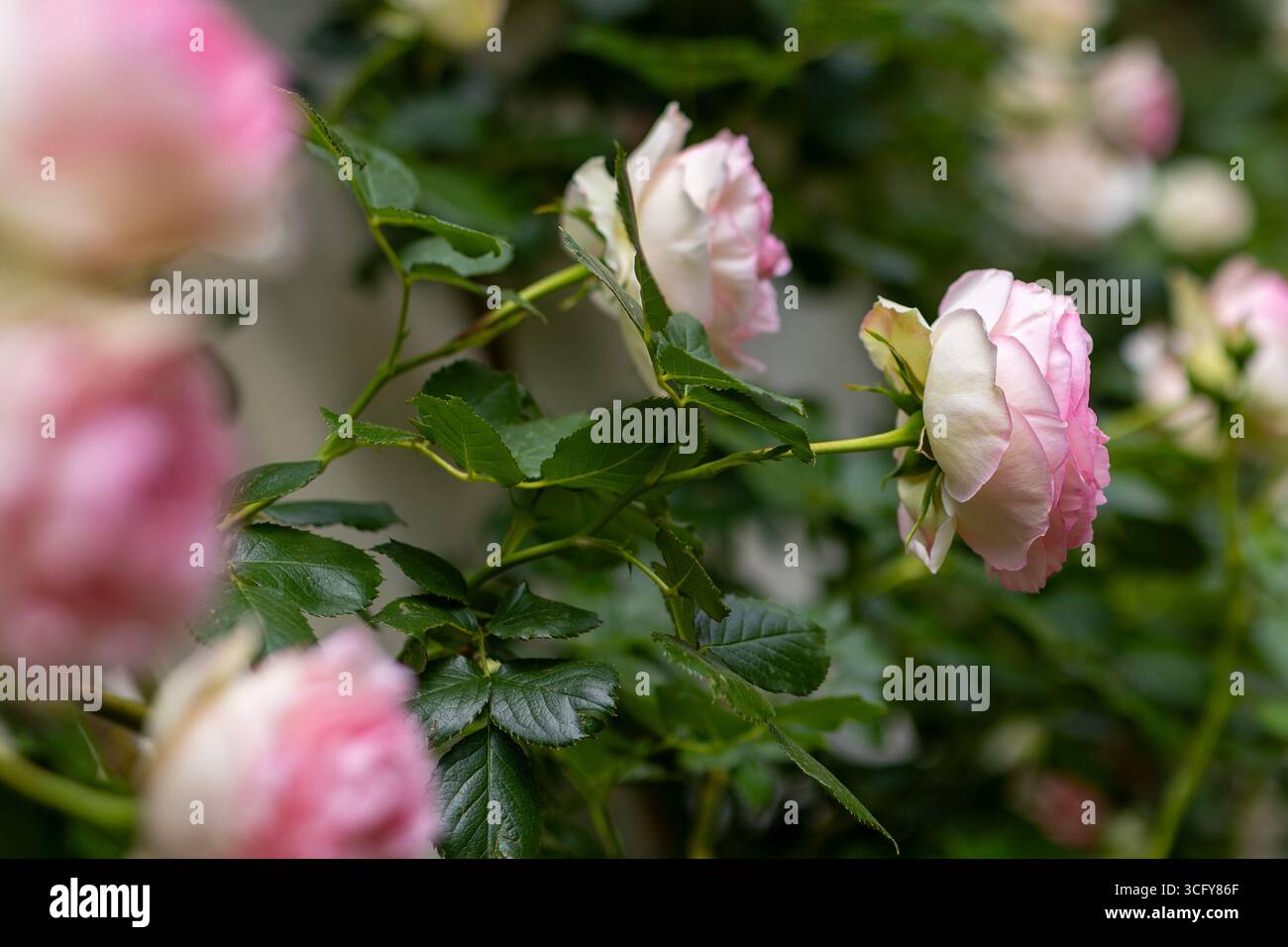 Una foto dettagliata di rose da arrampicata con petali rosa e bianchi che crescono su una parete intemprata. Perfetto per uno sfondo romantico e primaverile per i temi Foto Stock