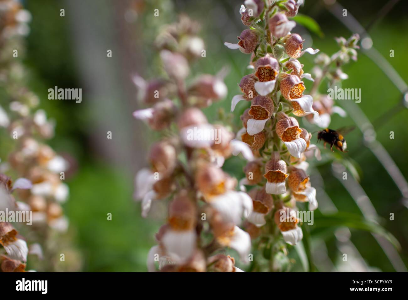 Primo piano di digitalis lanata cresce nel giardino estivo. Fiori lanuginosi o golosi. Gli impollinatori raccolgono il nettare. Bumblebee vola per fiorire Foto Stock