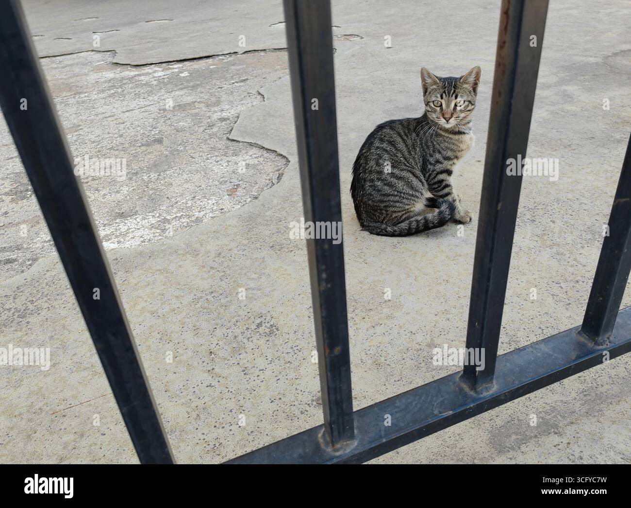 Curioso Gray Kitten Foto Stock