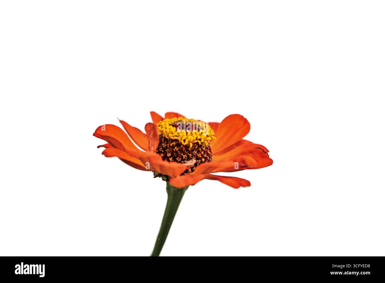 Orange Zinnie - Zinnia elegans - Weißer Hintergrund Foto Stock