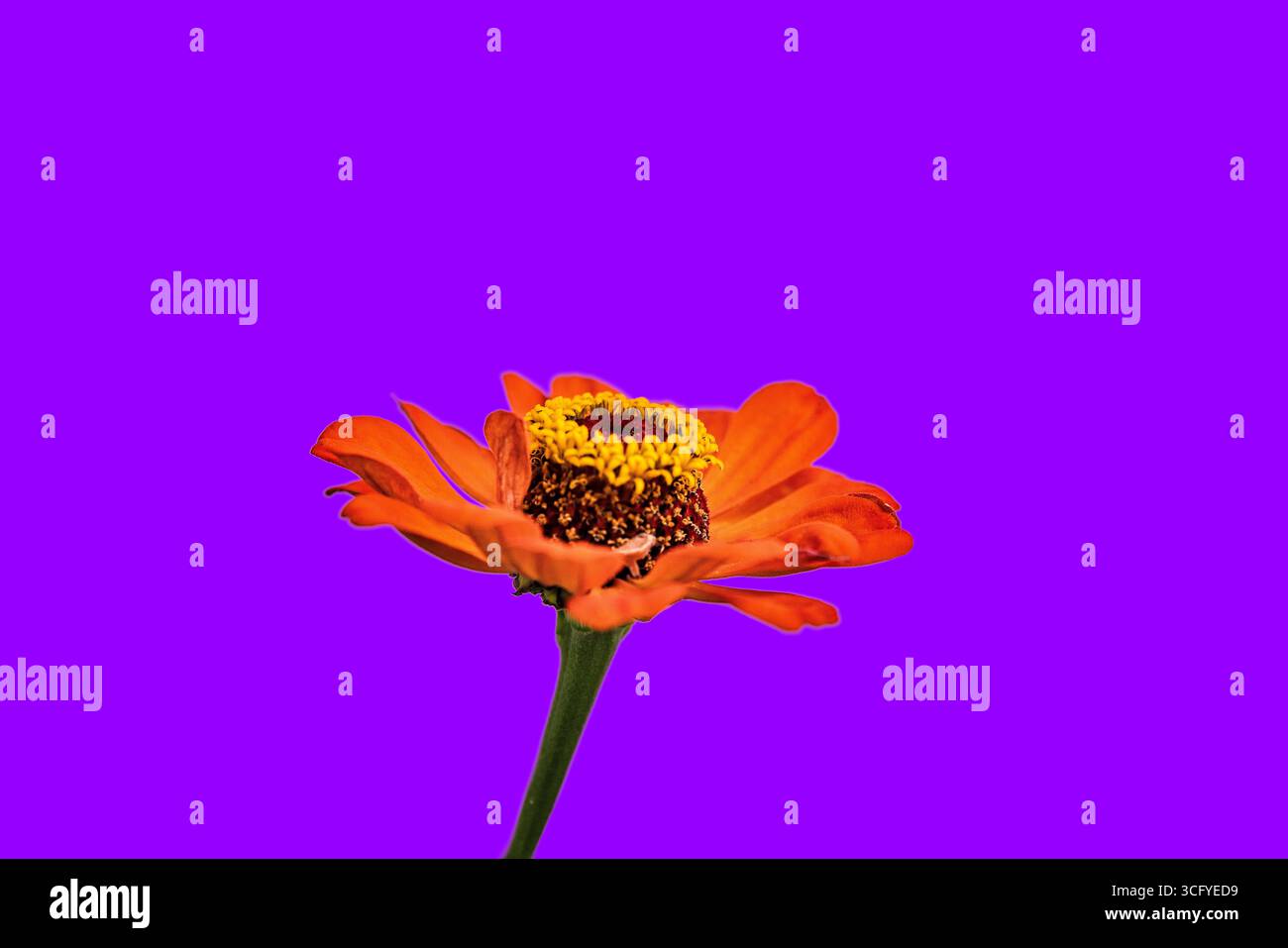 Orange Zinnie - Zinnia elegans - violettista Hintergrund Foto Stock