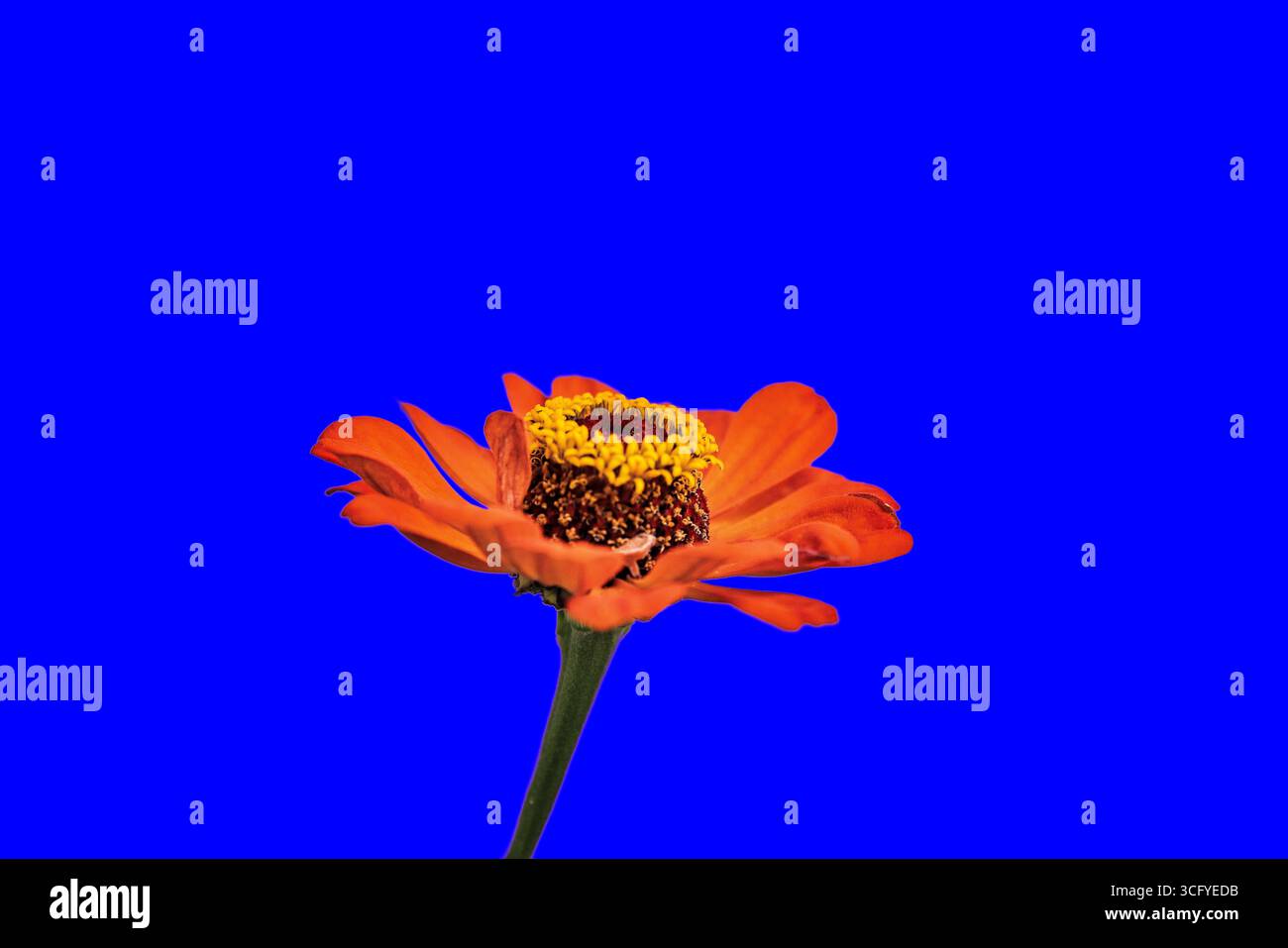 Orange Zinnie - Zinnia elegans - blauer Hintergrund Foto Stock
