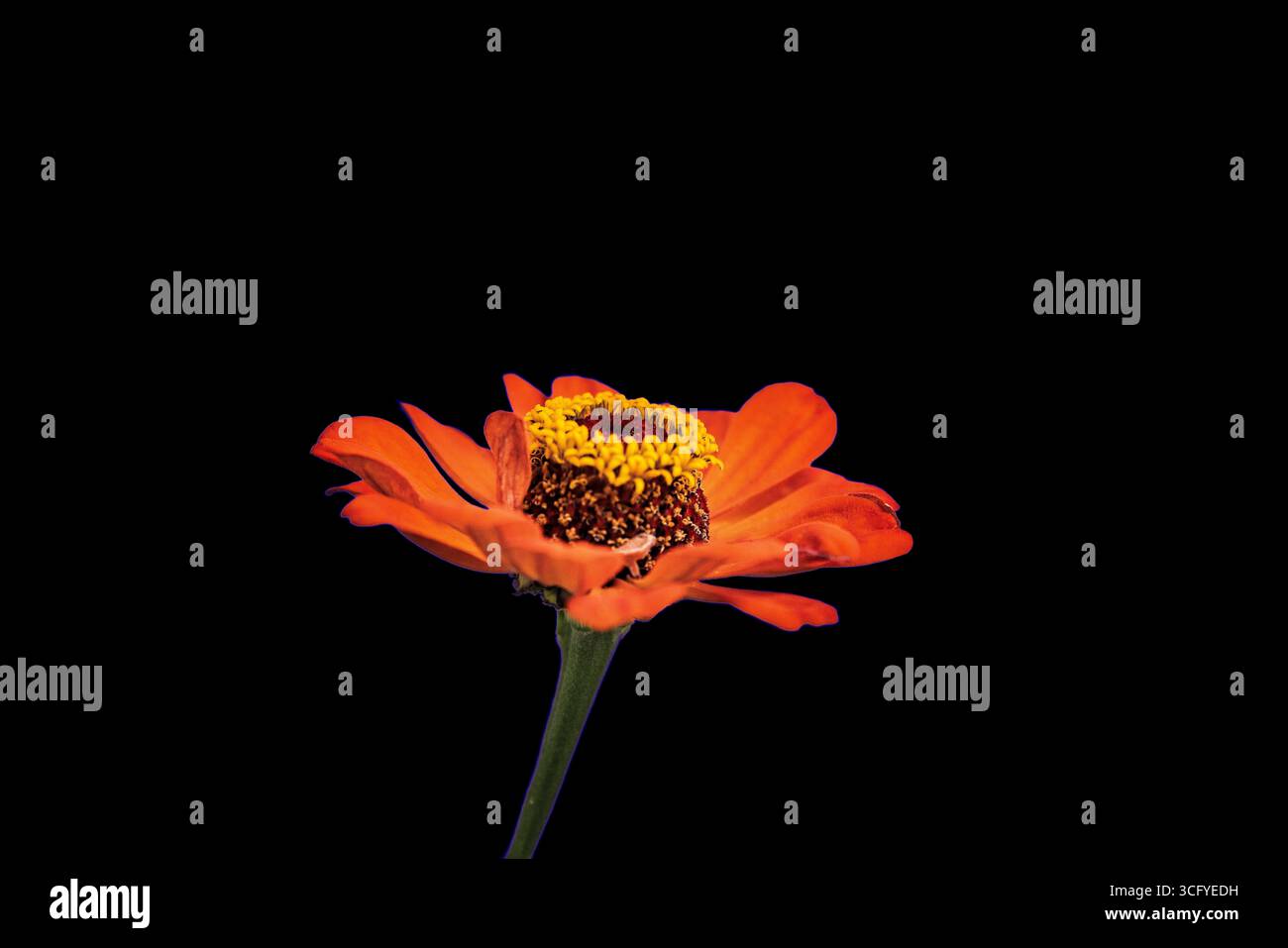 Orange Zinnie - Zinnia elegans schwarzer Hintergrund, Foto Stock