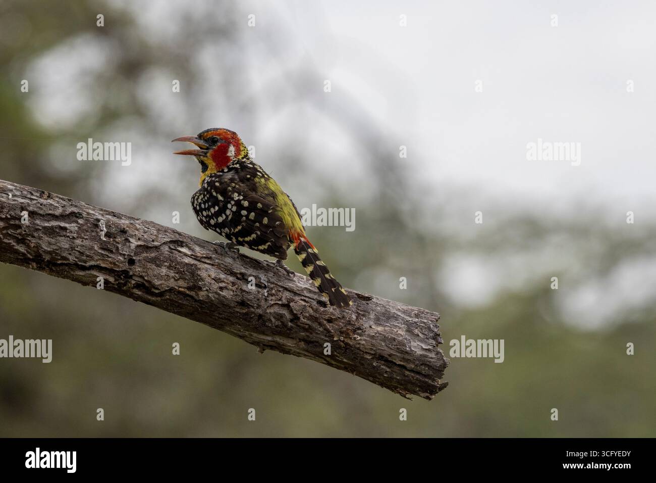 Il barbet si apre con la sua gola luminosa, afferra la corteccia incrinata, le ali macchiate e lo zafferano che si risplendono contro i verdi pallidi e sfocati di Tarangire. Foto Stock