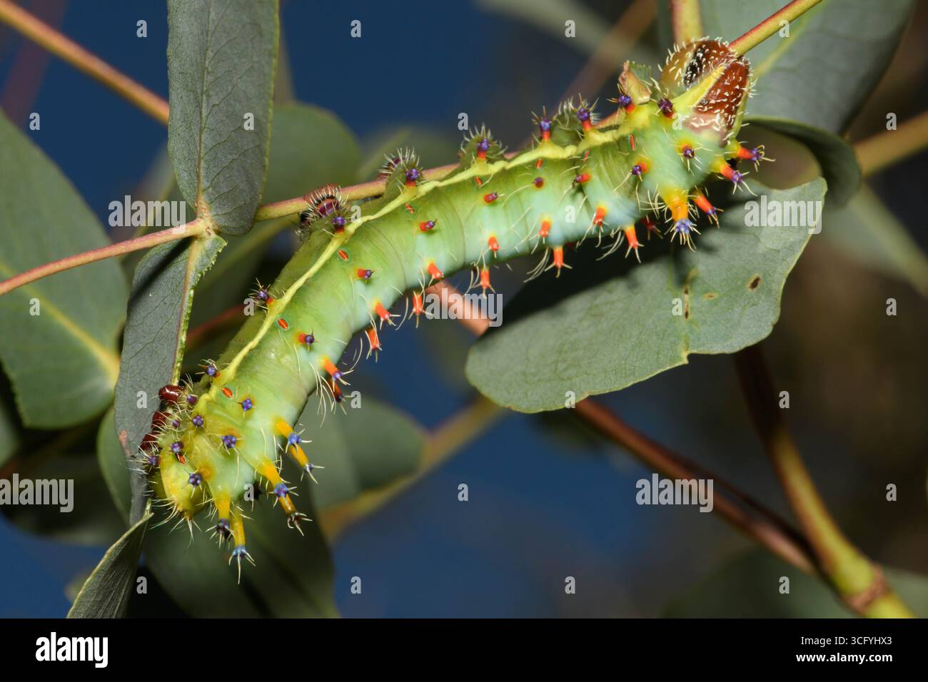 Larva dell'imperatore Gum Moth, nutrendosi di foglie di eucalipto. Foto Stock