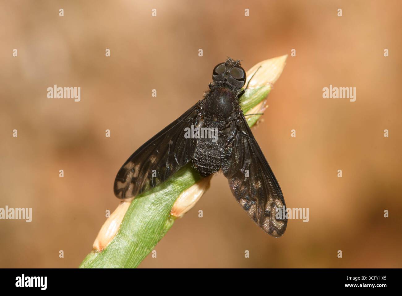 Bee Fly a riposo sull'erba. Foto Stock