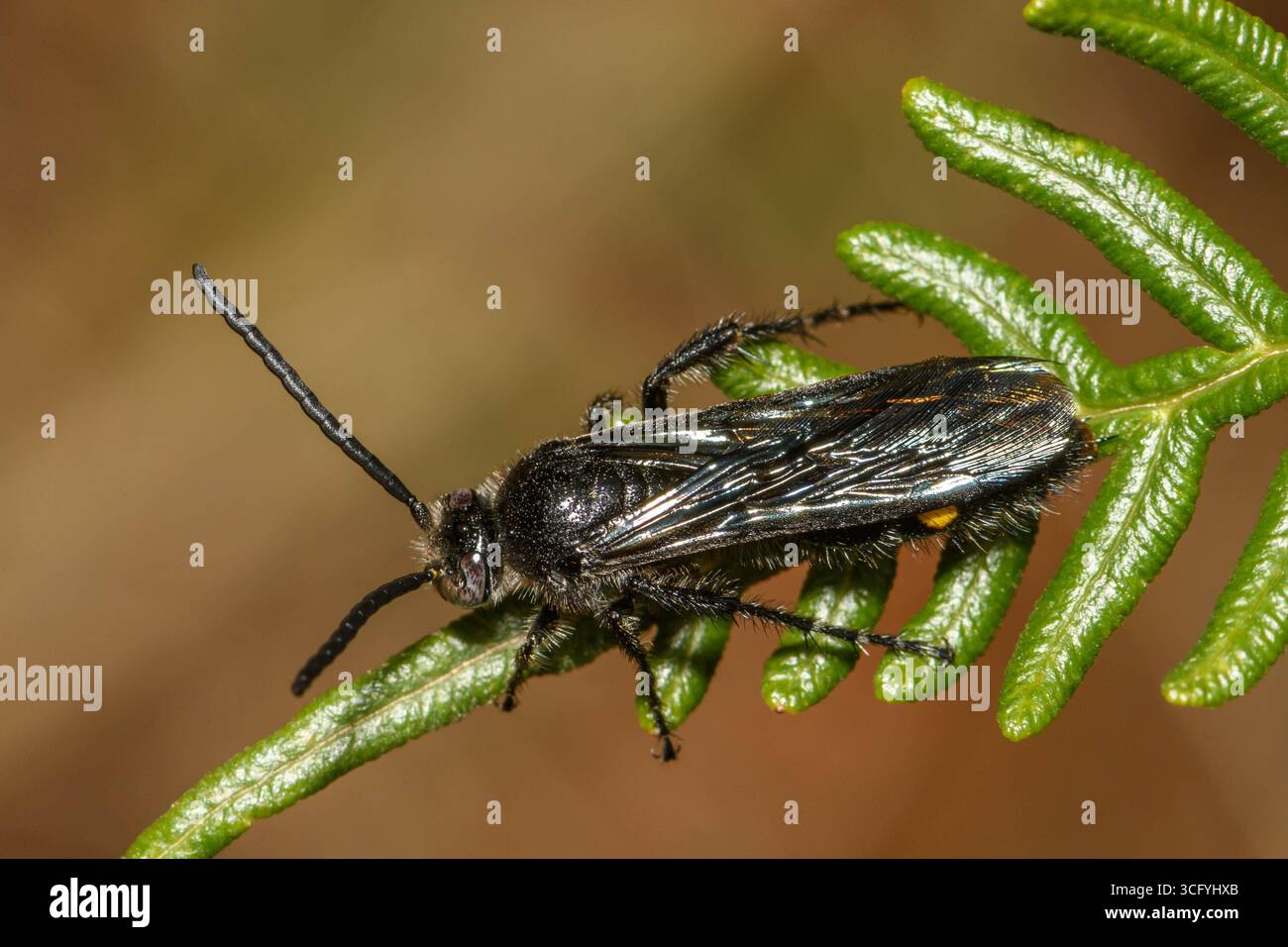 Flower Wasp gialle a riposo su Braken Fern. Foto Stock